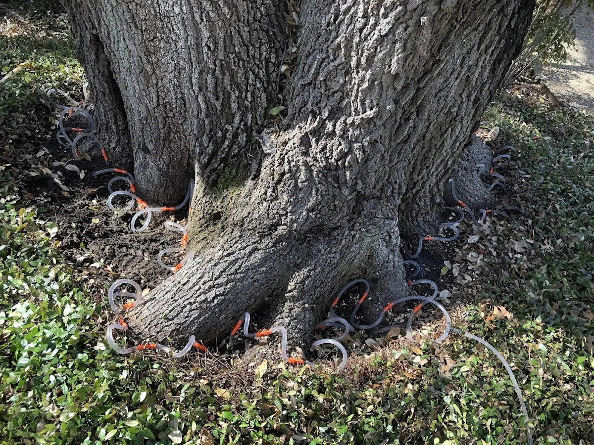 Detailed Tree Cabling and Bracing job site in Penfield